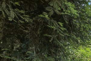 Salishan Creek